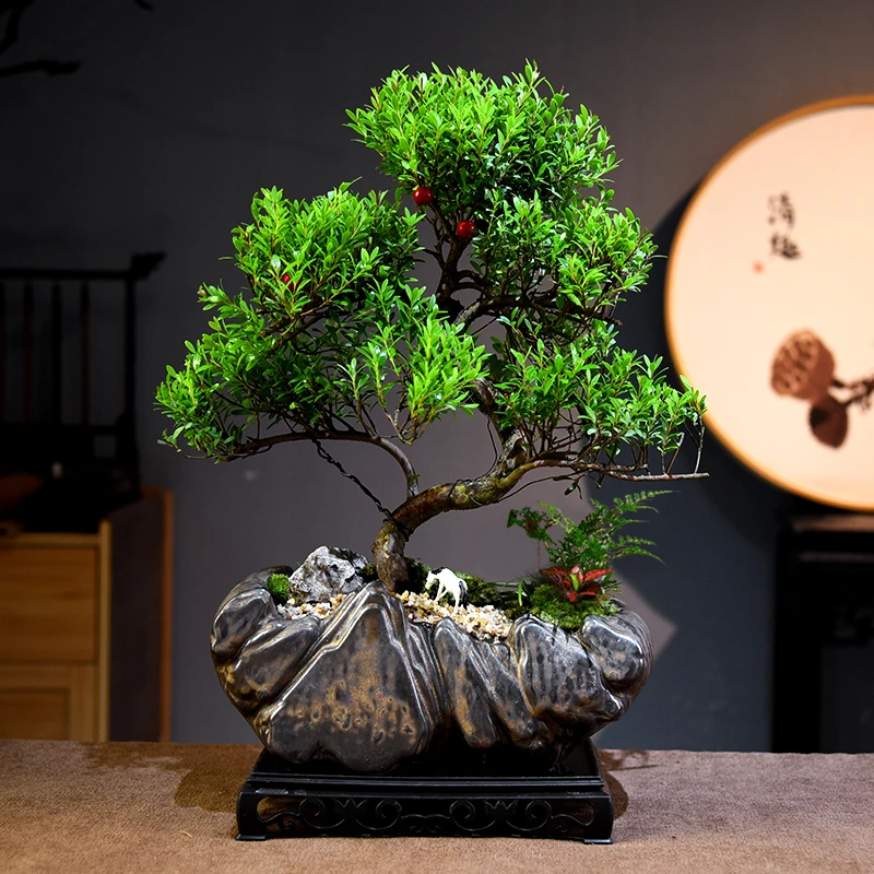 金丝奇楠木盆栽绿植室内客厅书房办公室茶桌四季好养美观装饰