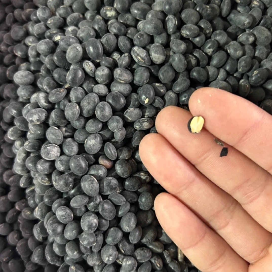 云南农家自种黑豆乌豆打豆浆专用原始品种老品种椭圆黄芯小黑豆