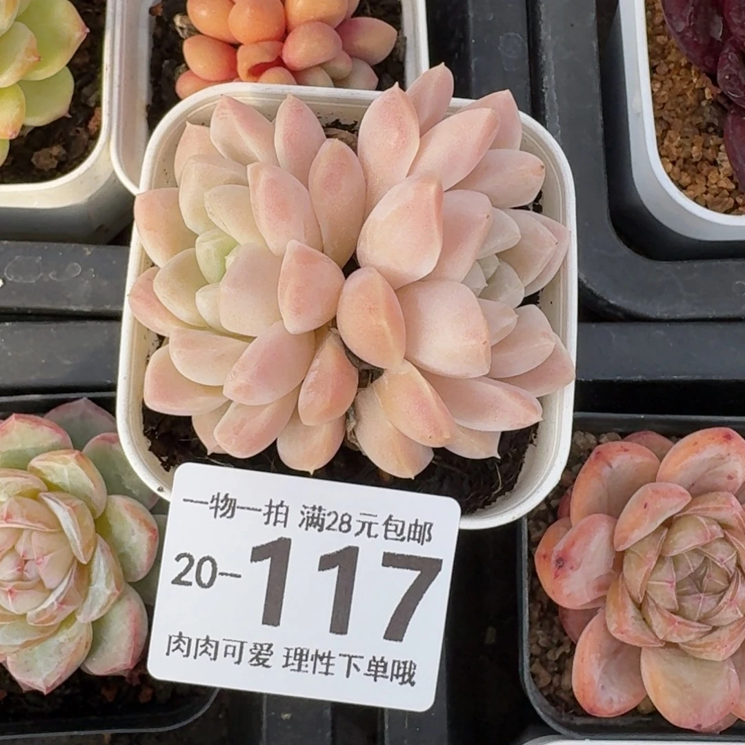 奶油美人无盆土发货无