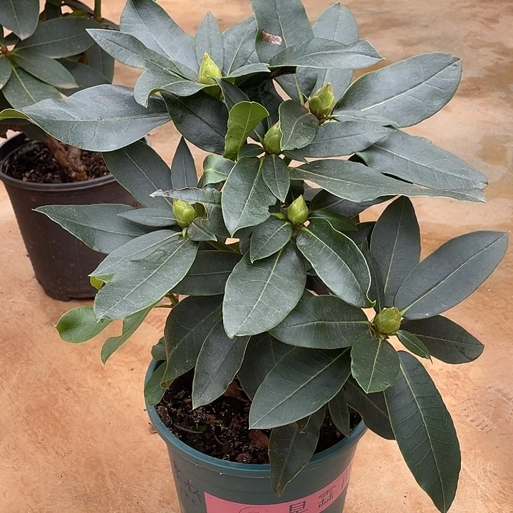 完全开放杨*敏高山杜鹃