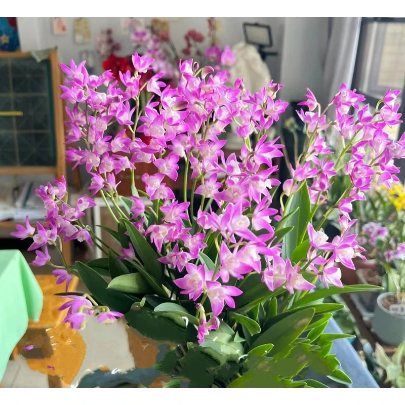 【黄梦宇】【单独发货不参与凑单】澳洲香水石斛 一单发普通快递