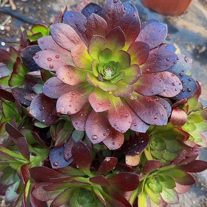 新品种桃花石捧花亏本福利