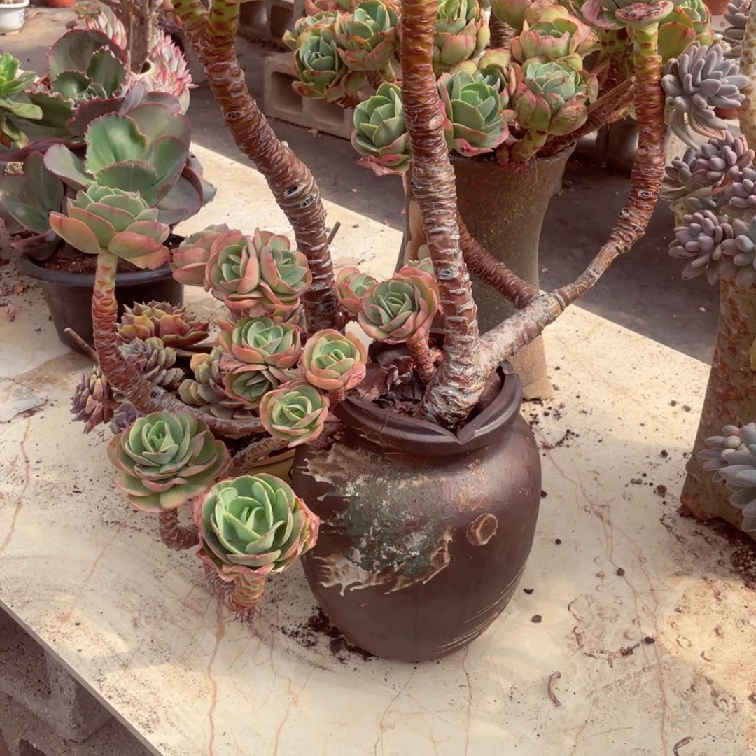 冉*碧桃5558带盆物流自付