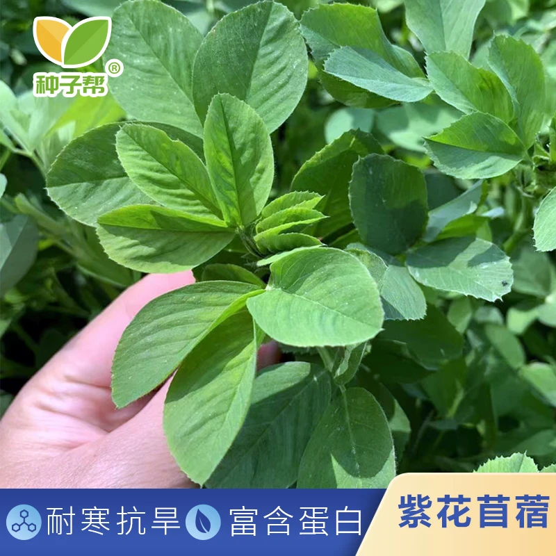 澳洲游客紫花苜蓿种子长江以南专用不秋眠耐热生长快优质蛋白牧草