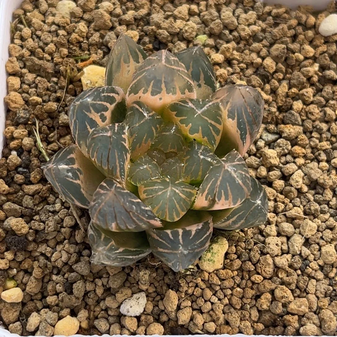 70糊斑龙爪玉露锦福利专场