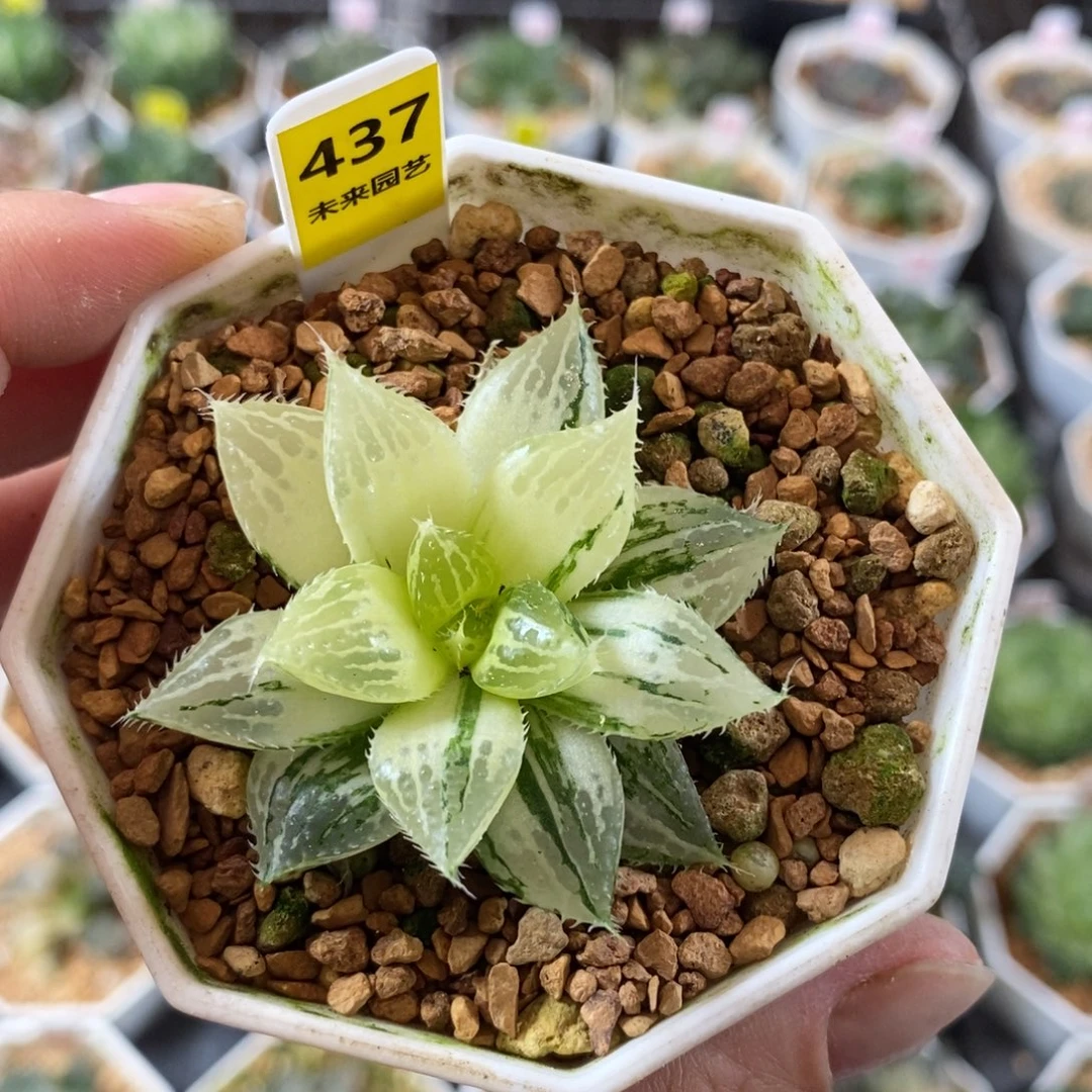 437玉露锦一物一图