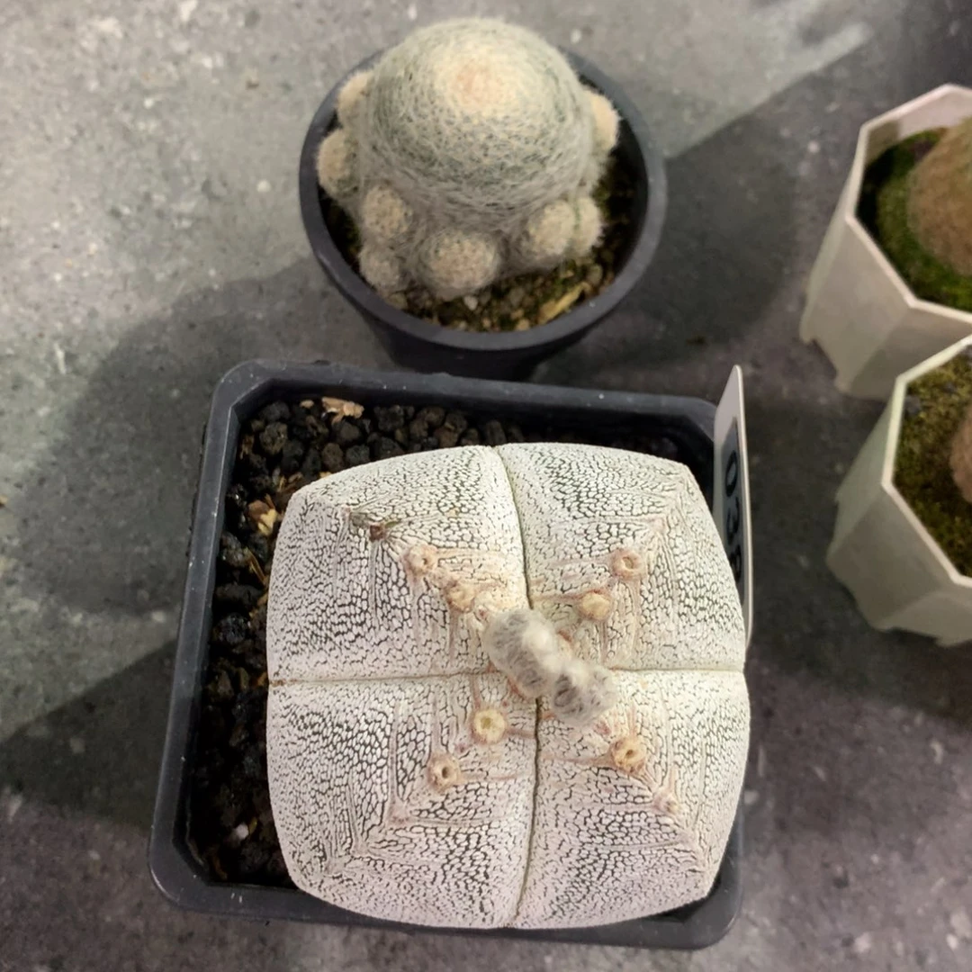 雾**花开播福利实生仙人球仙人球