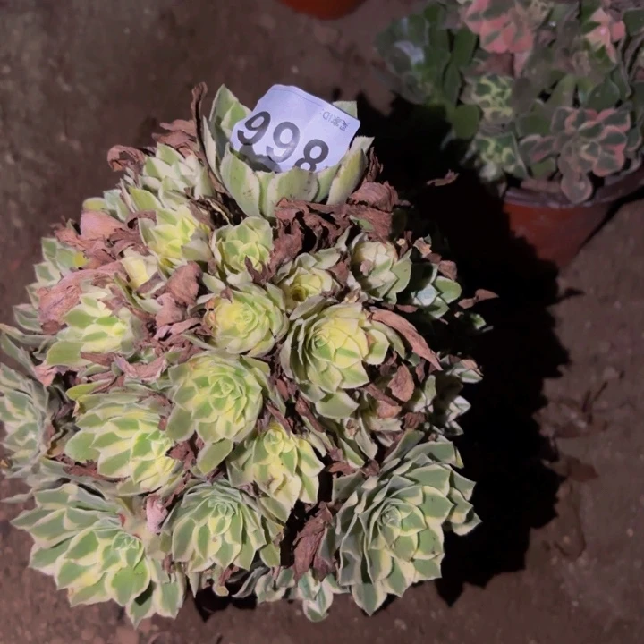 866颜宁多肉植物不售后