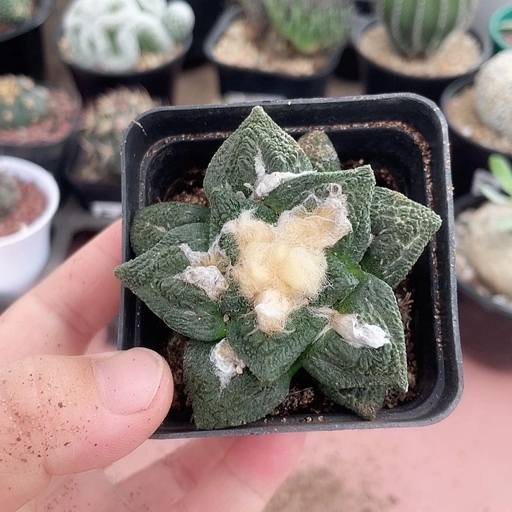 750牡丹仙人球植物