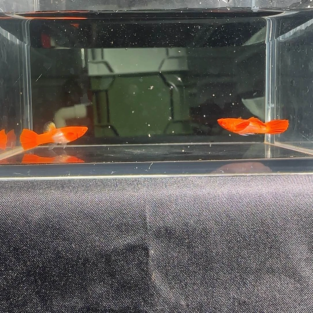 孔雀鱼关注主播可以下单
