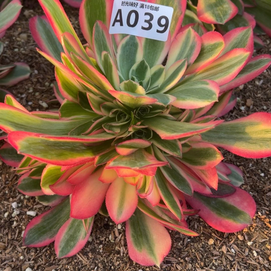 039妖月多肉植物