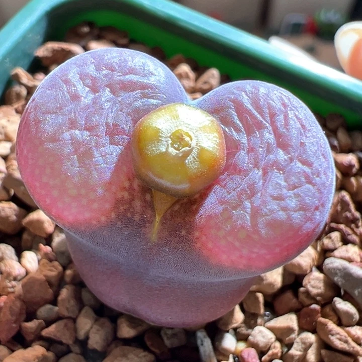 368。 青蛙种源优选四年超大翻窗2.0尺寸。 c10同款窗色。