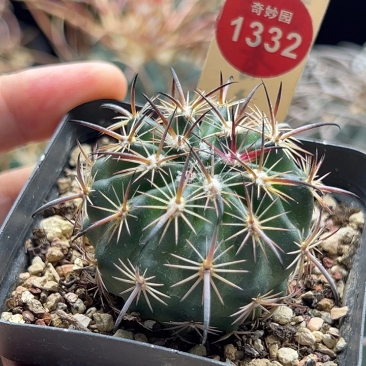 实生黑狂刺黑爪玉4.4cm