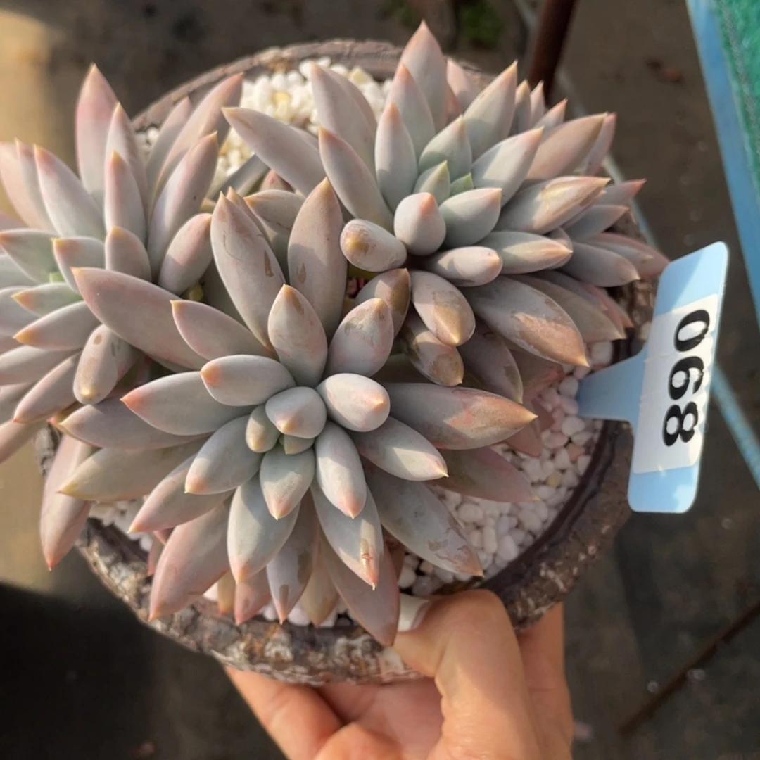 哥特萝莉多肉植物盆栽