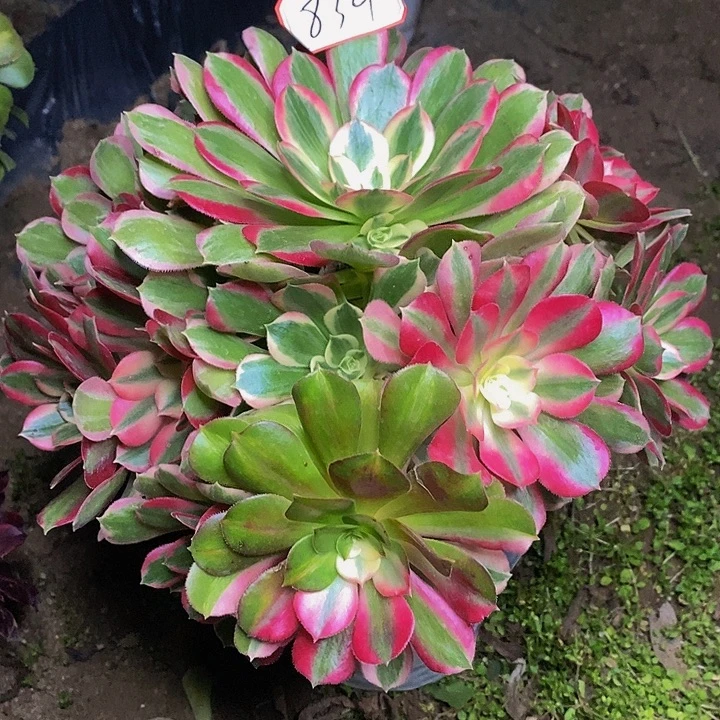 男神老桩捧花839号