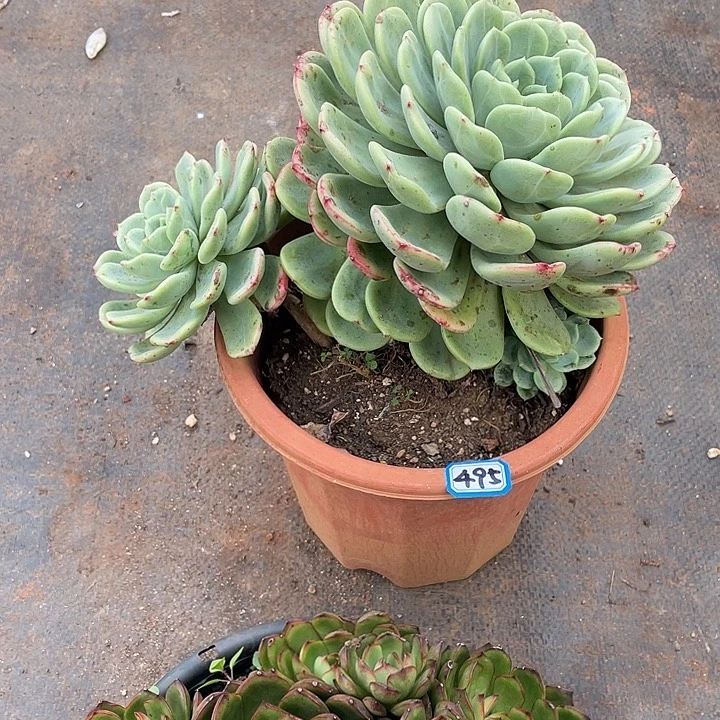 495三文鱼 一物一拍多肉