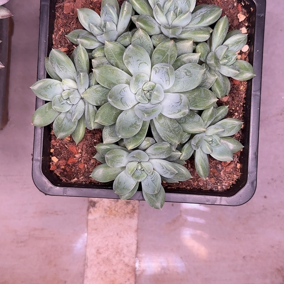 娇***娇手捧多肉植物寄养