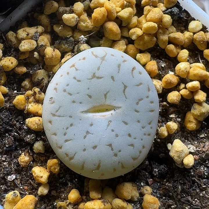 生石花111111。   81