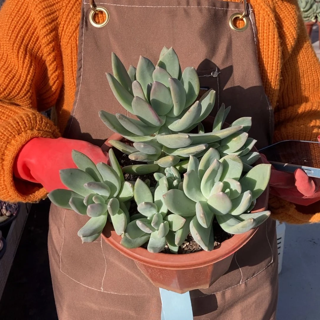 海洋之歌随机发货