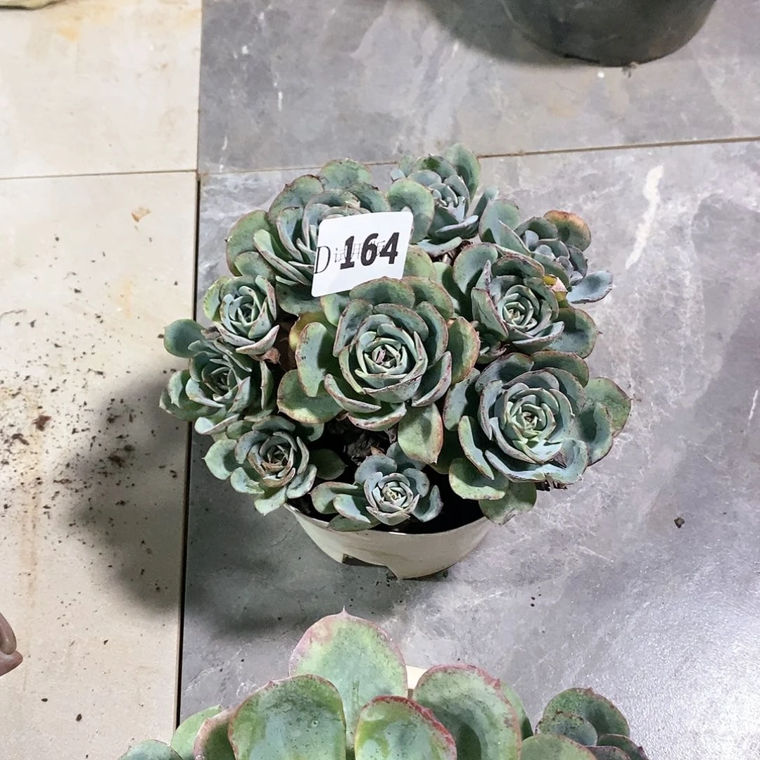 纤*164黄桃多肉植物