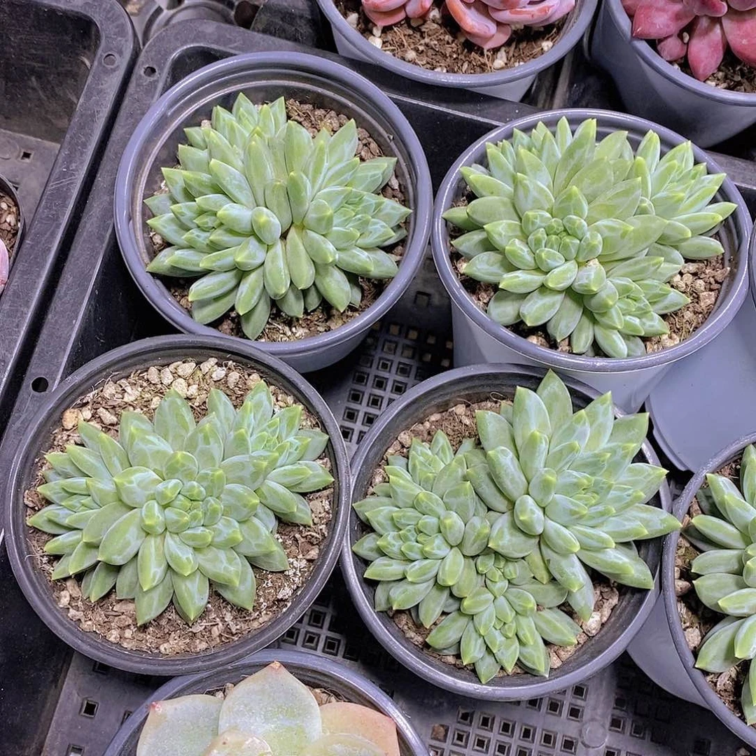 青花瓷福利一颗量拍