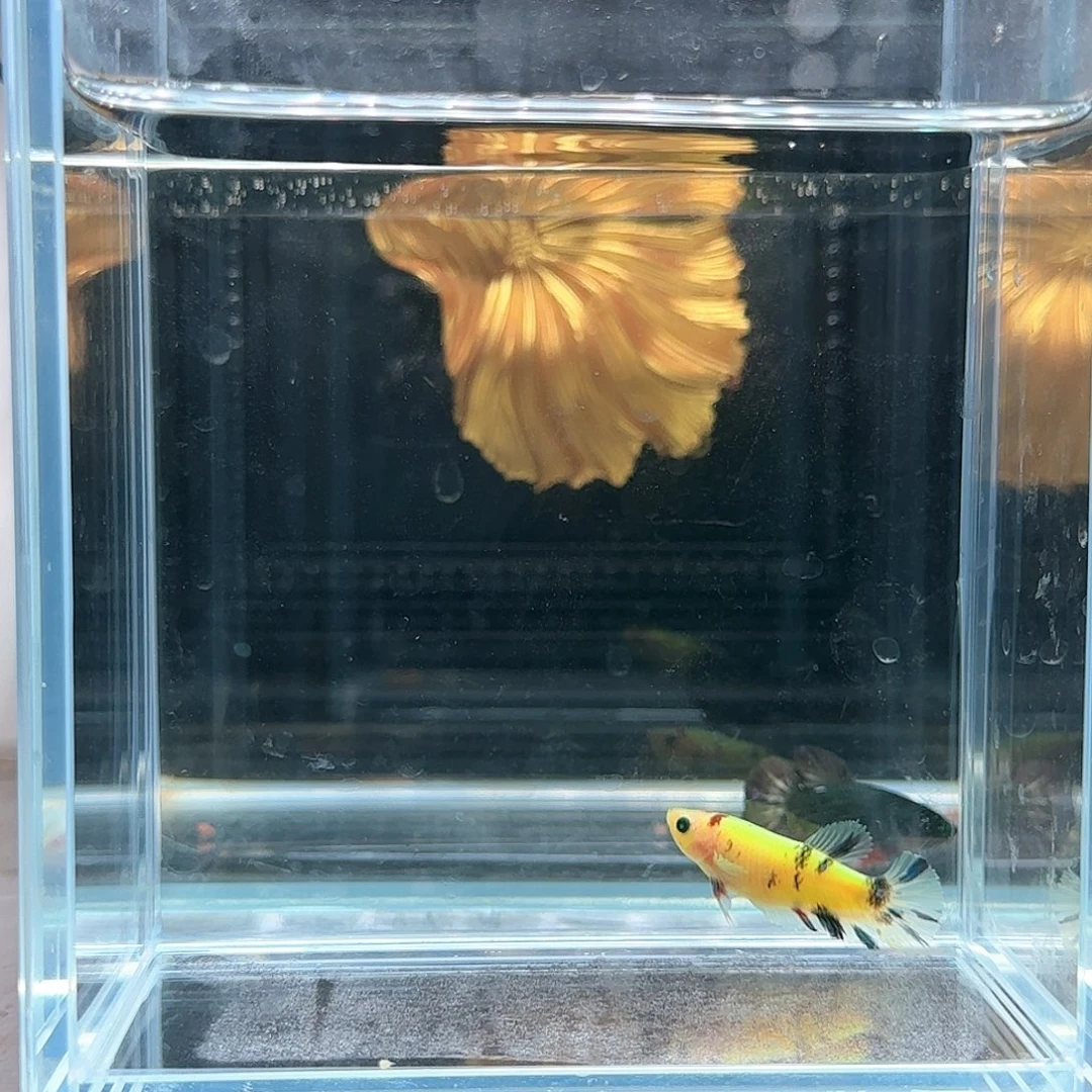 斗鱼活体观赏鱼好养耐活