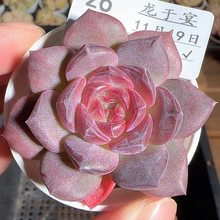 1119-------26琥珀天使珍妮