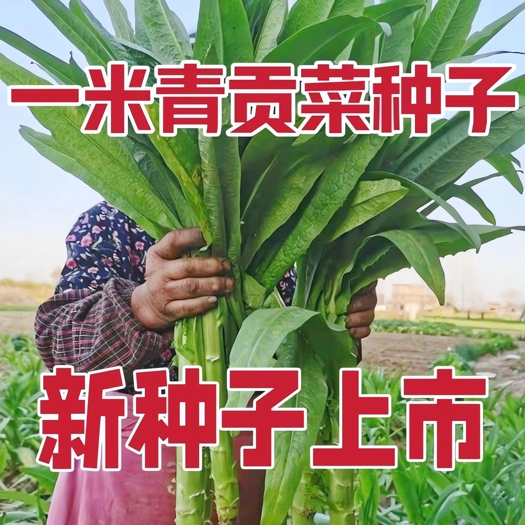 贡菜种子爽脆耐寒耐热响菜山蛰菜四季播正宗贡菜蔬菜种粒四季种子