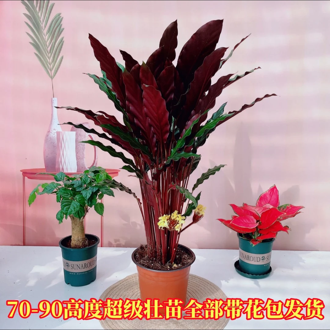 盆栽紫背竹芋青松大苗盆栽A级原盆原土发货耐阴文昌竹绿植室内