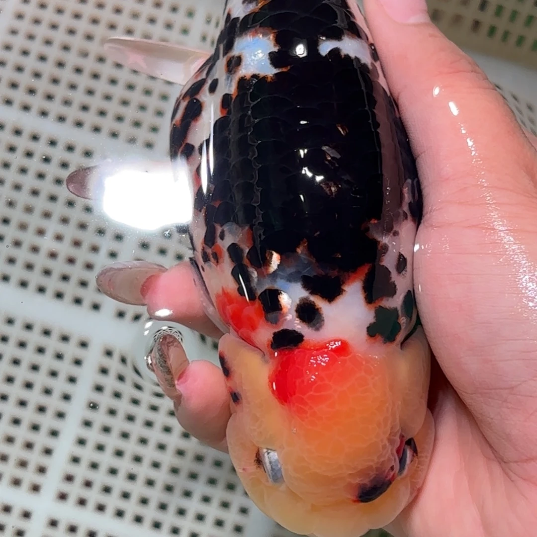 好***觉金鱼不拍包装运费到付，拍包装包邮