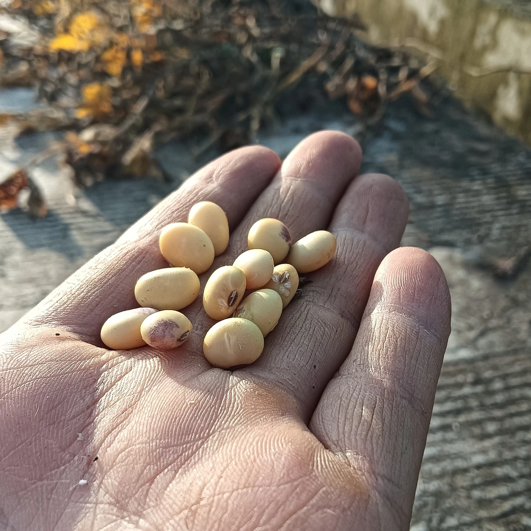 重庆老品种农家小黄豆豆制品专用散装称重黄豆黄豆打豆浆大豆