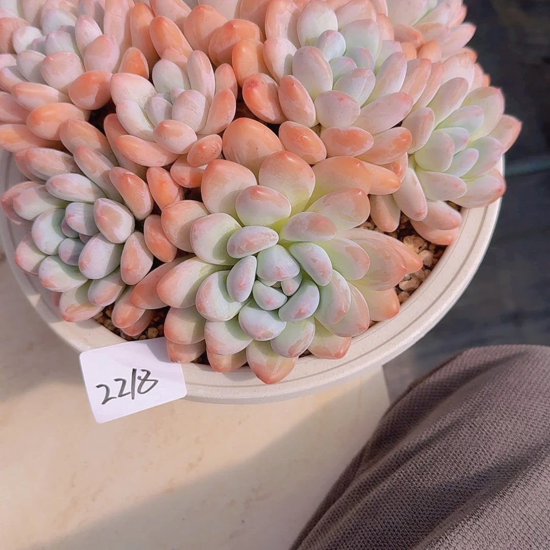 2218香水多肉植物