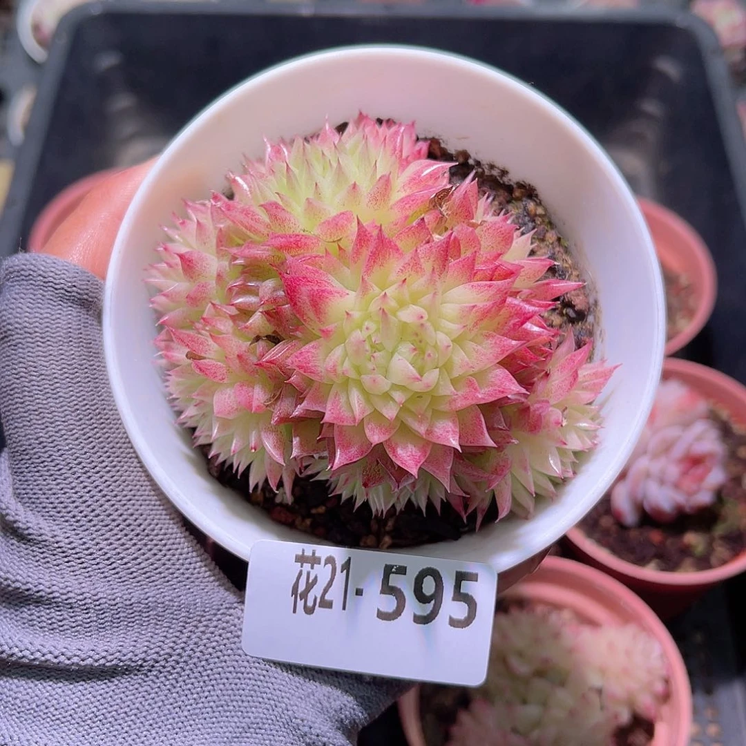 花21-595麦秆群生