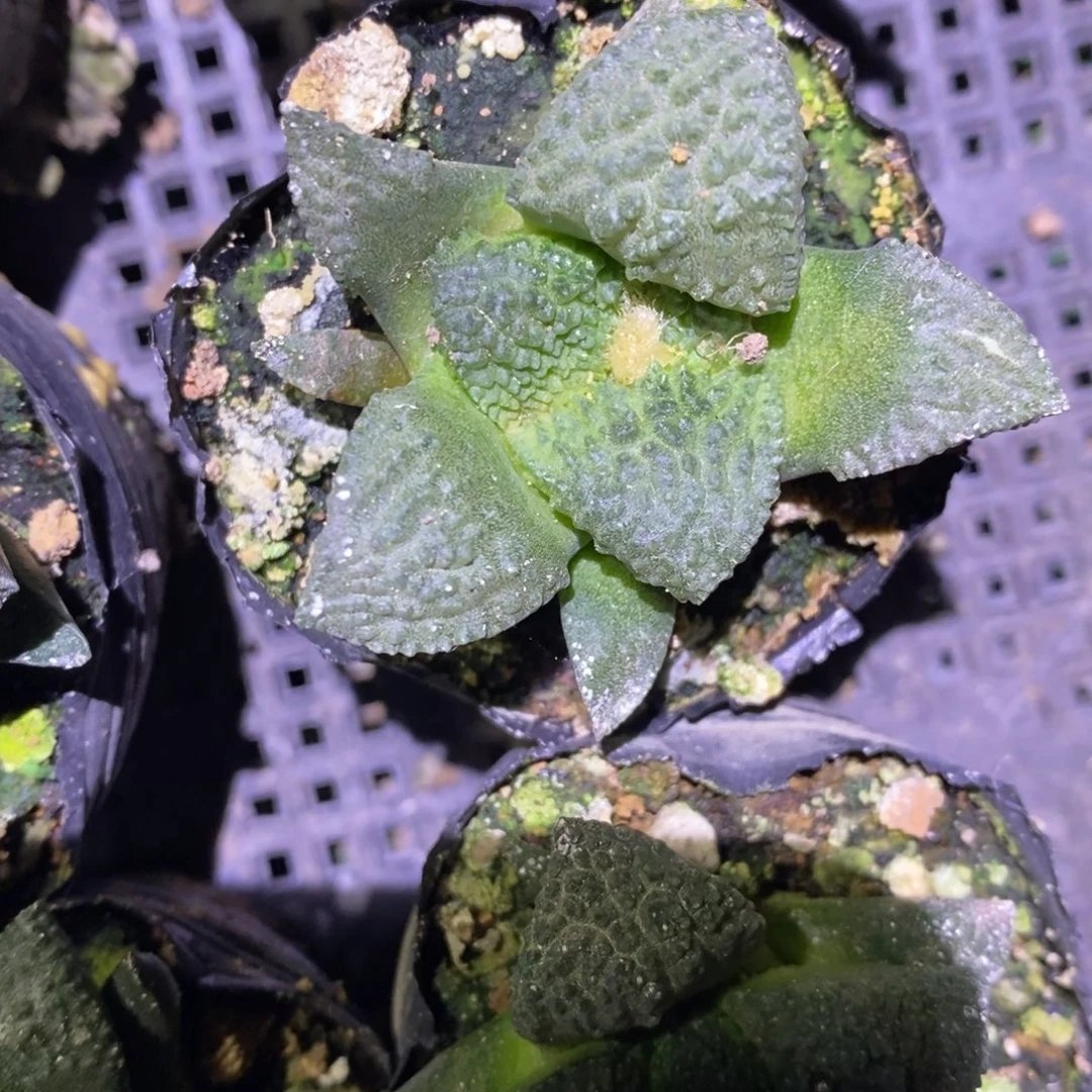 实生哥斯拉福利5cm
