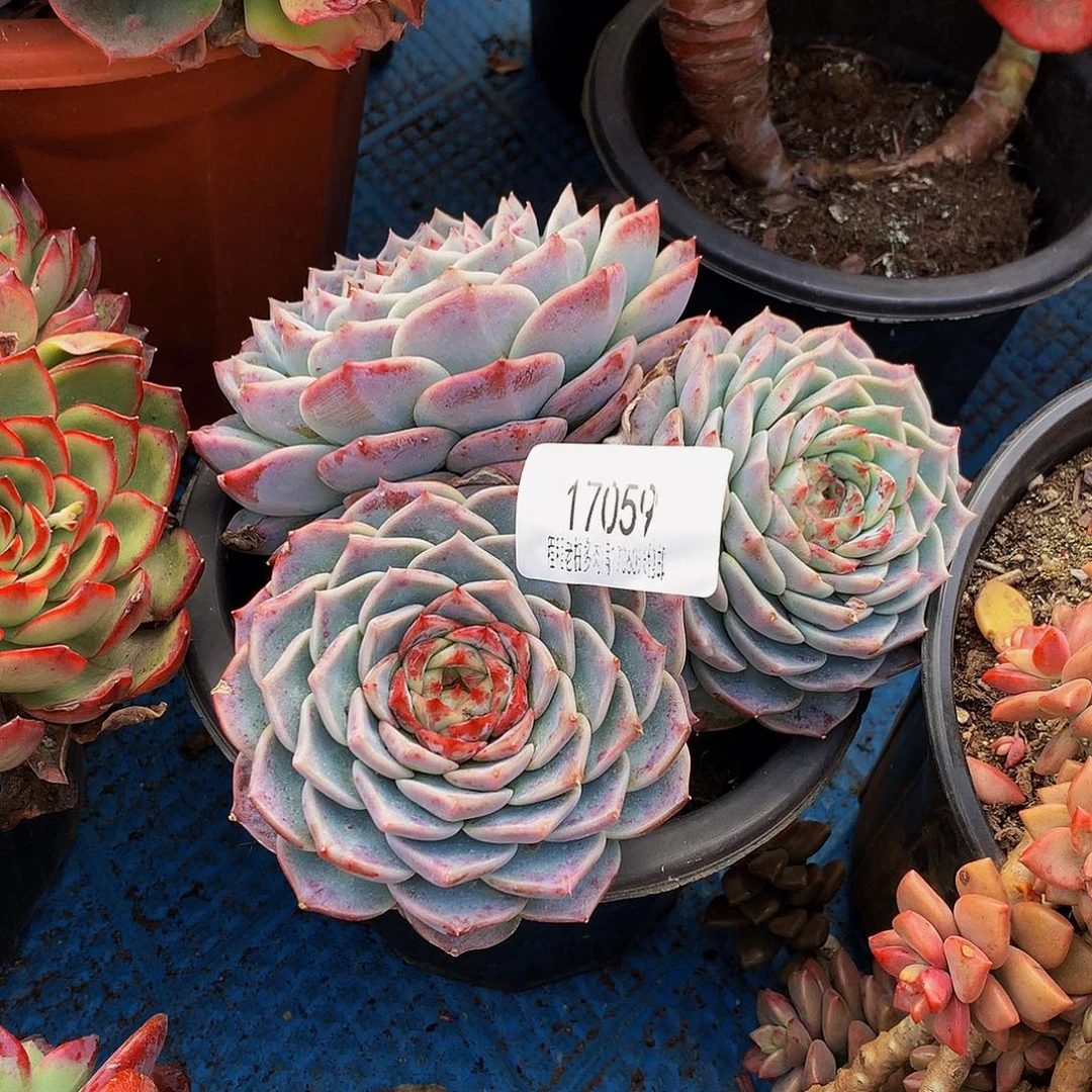 嘿***包天鹅绒17069多肉多肉