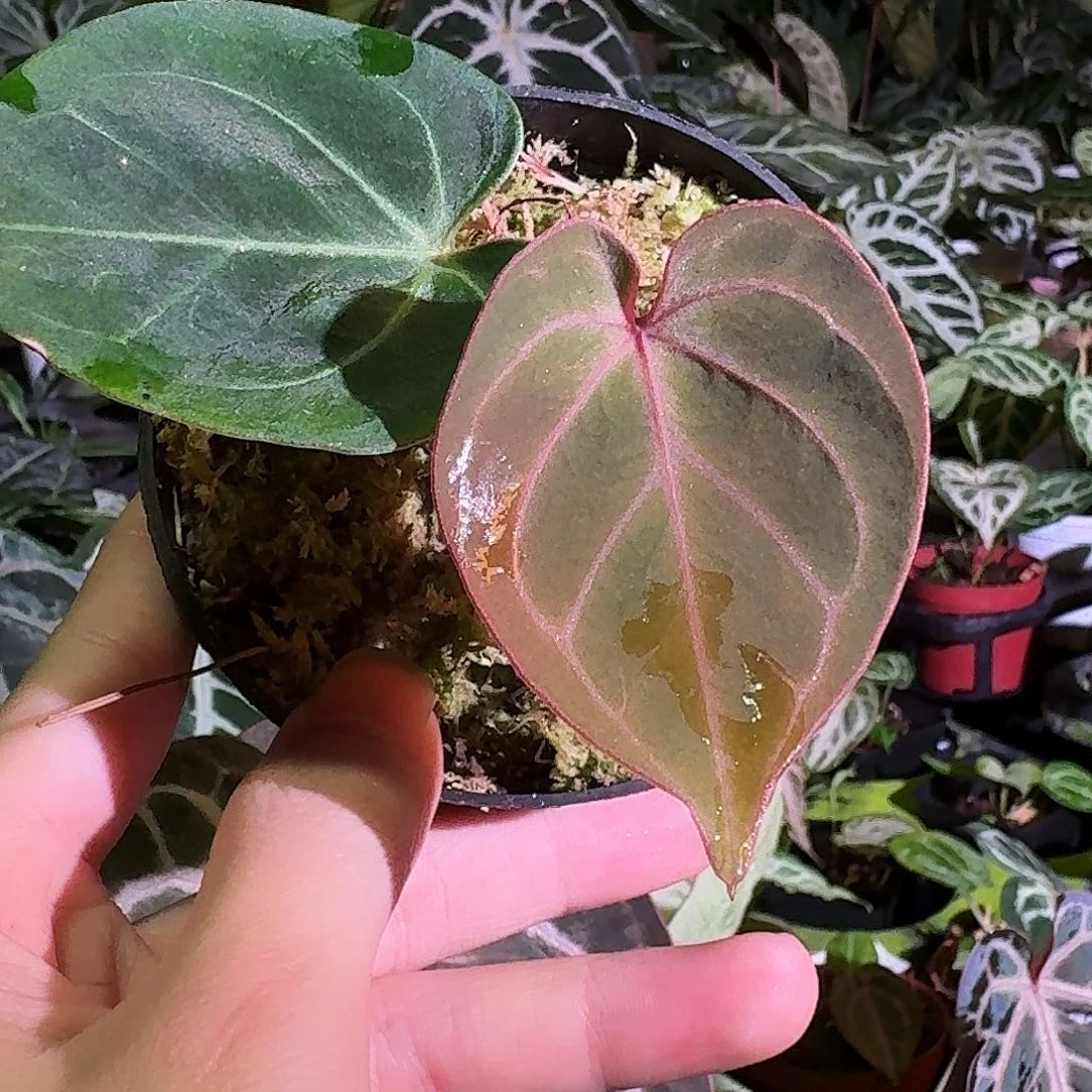不开花植物hu家kosW94