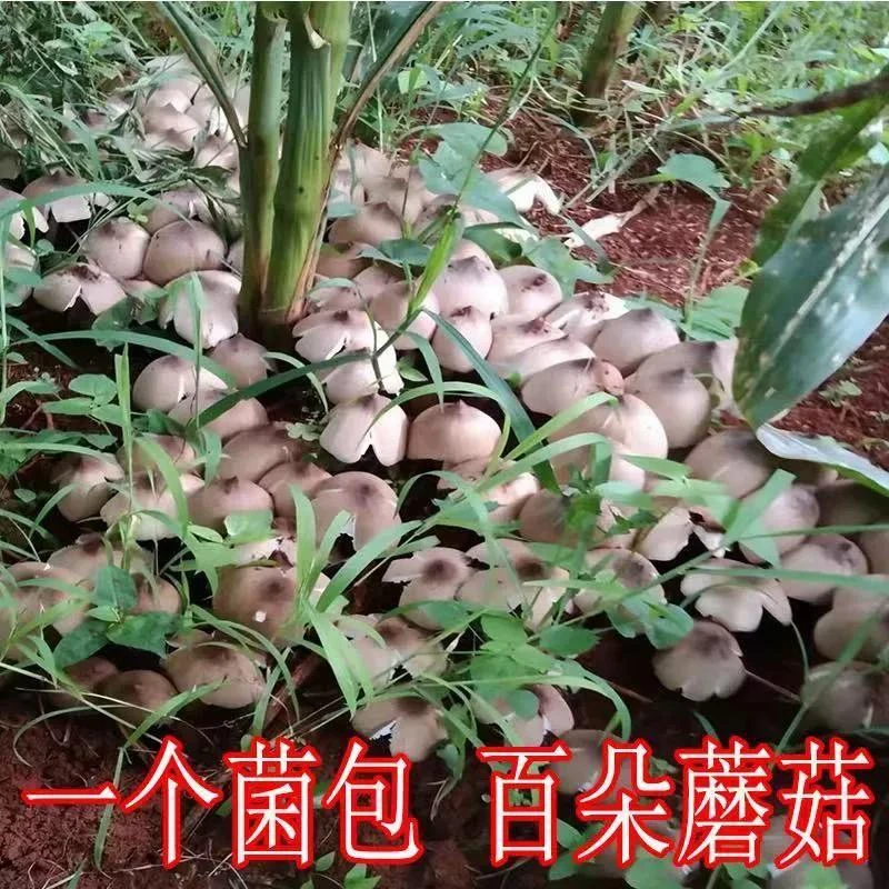 鸡枞菌种子四季伞把菇三塔菌高产人工栽培野生盆栽庭院食用
