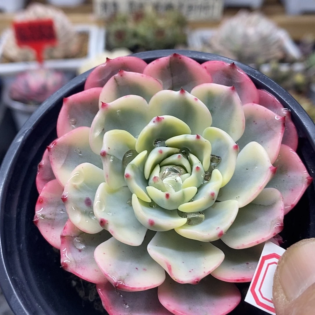 1480 娜娜小勾覆轮锦