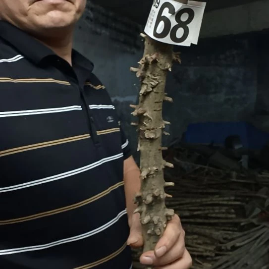 清***语香榧木高山 檬子木文玩料