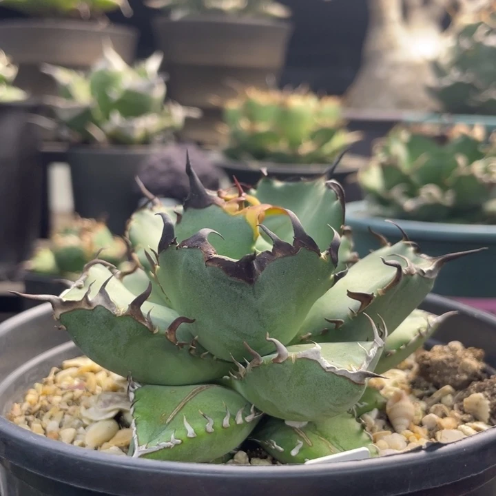 【闪购商品】黑鯨。