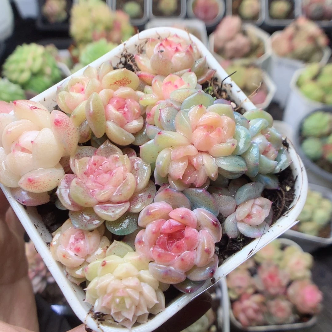 无花朵W128 yyyyyyyy