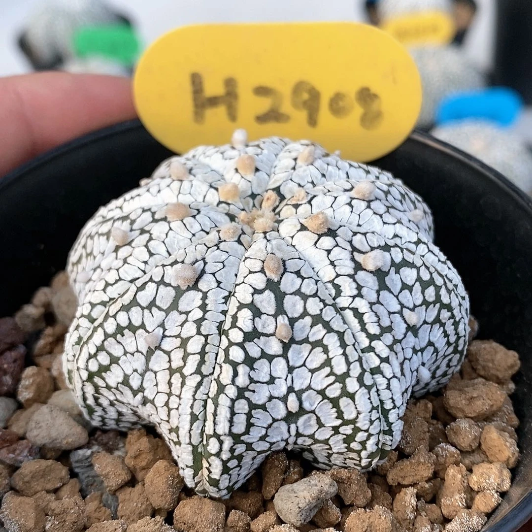 福利待遇特价捡漏了