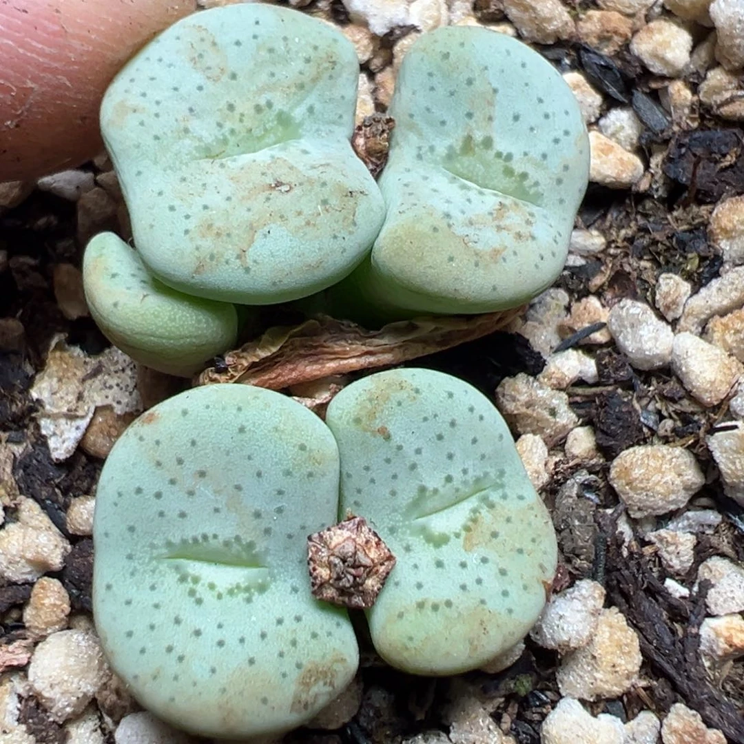 【闪购商品】 440。