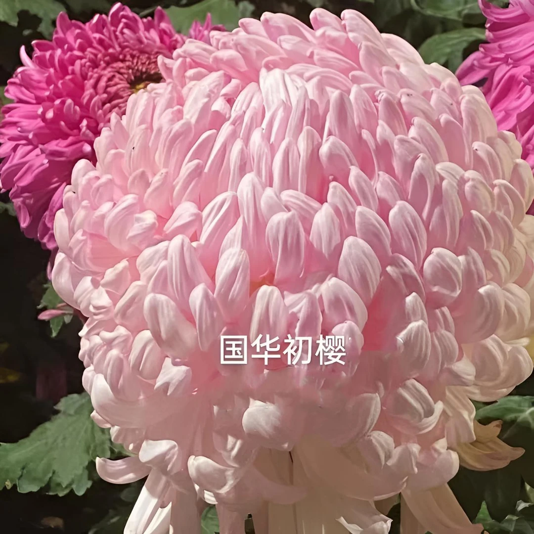 【国华初樱】九月大菊花小苗稀有品种花期长耐热耐寒易养活喜阳