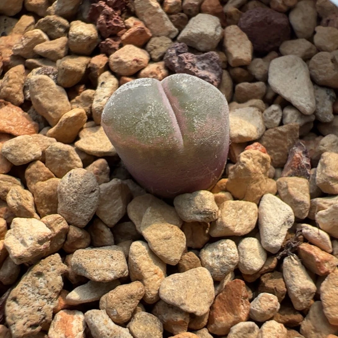 1017  捡漏场一颗