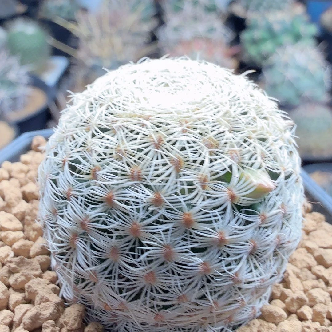 实生白子法师带盆发货