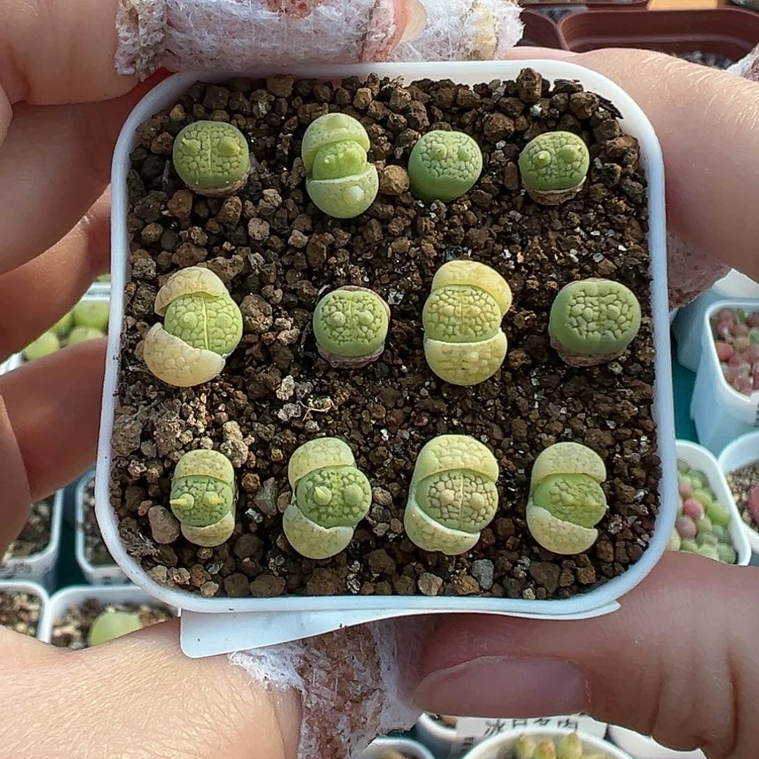 107绿巴厘裸根发货