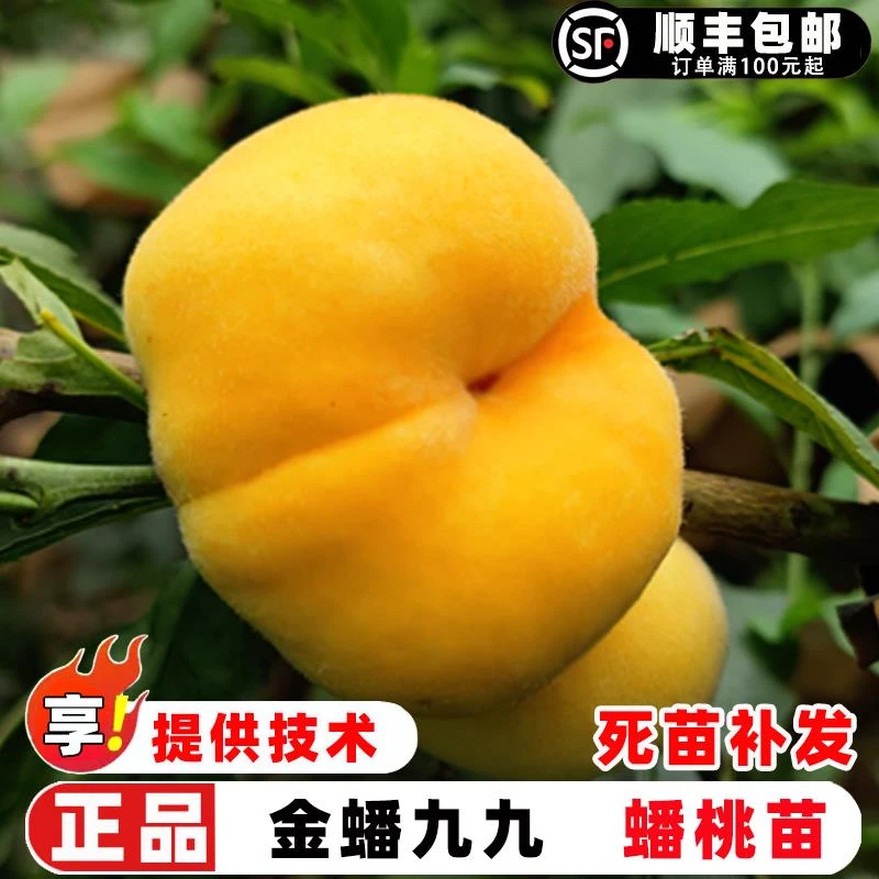 蟠桃树果苗嫁接金蟠九九蟠桃树苗早熟99号蟠桃苗南北方庭院盆地栽