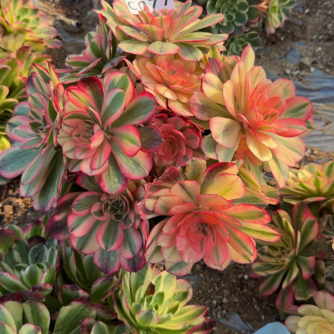 077海神。多肉植物