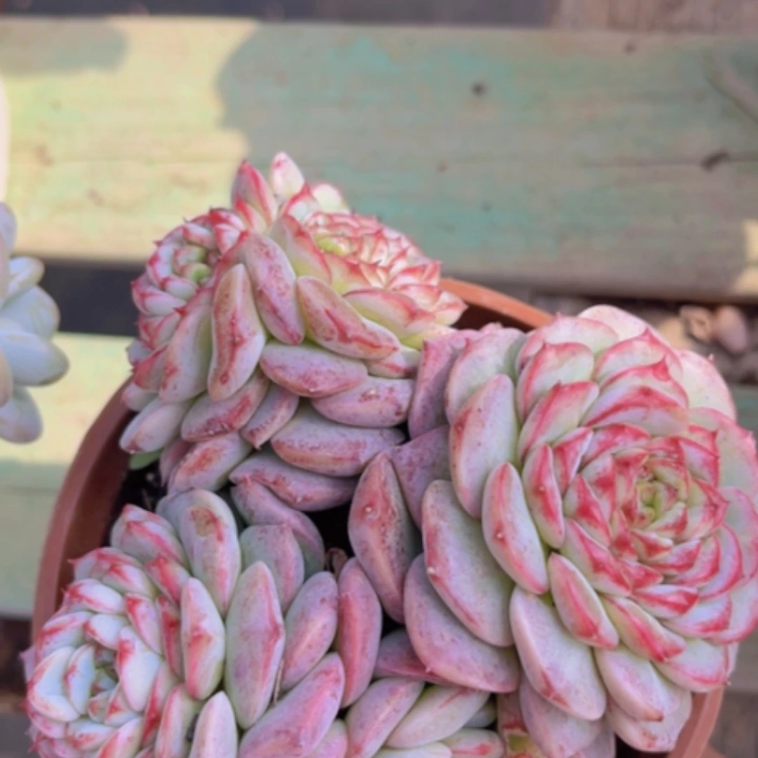 【闪购商品】天鹅绒19112